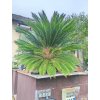 Cykas japonský (Cycas revoluta) - kmen průměr cca 30 cm, výška listové růžice 140 cm, osobní odběr
