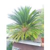 Cykas japonský (Cycas revoluta) - kmen průměr cca 30 cm, výška listové růžice 140 cm, osobní odběr