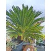 Cykas japonský (Cycas revoluta) - kmen průměr cca 30 cm, výška listové růžice 140 cm, osobní odběr