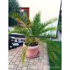 Datlovník kanárský (Phoenix dactylifera) - 110 cm