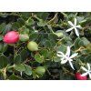 Starr 010820 0009 Carissa macrocarpa