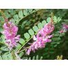 Indigofera tinctoria0