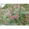 Indigofera heterantha