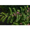 Indigofera heterantha A