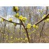 Lindera benzoin 01323