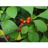 Lindera benzoin 02531