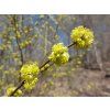 Lindera benzoin 01470