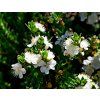 Myrtus communis subsp. tarentina004