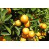 Citrus japonica