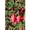 Crinodendron hookerianum kz01