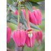Crinodendron hookerianum0