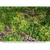 Rubus xanthocarpus habitus