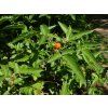 Rubus xanthocarpus kz02