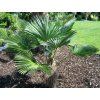 Trachycarpus wagnerianus 2