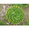 Aloe polyphylla Schönland ex Pillans