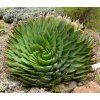 Aloe polyphylla 1