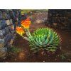 Aloe Polyphylla Lesotho