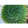 Spiral Aloe from above