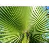 Washingtonia filifera frond
