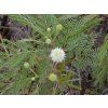 Starr 010206 0257 Leucaena leucocephala