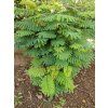 Leucaena leucocephala 17