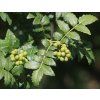 Zanthoxylum piperitum (fruits s3)