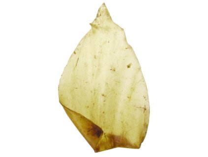ucho hovadzie 14 16cm snack natural 19700101010000 446 15