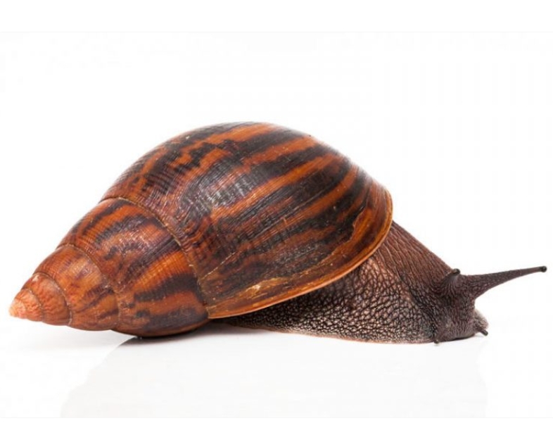 Achatina Achatina & Taxonomie