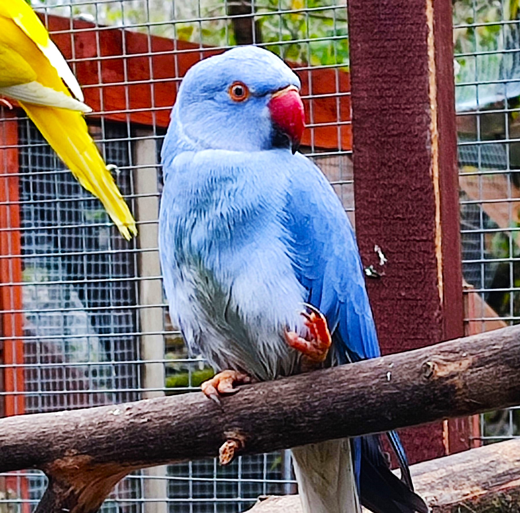 Papoušek se znetvořenou nožičkou