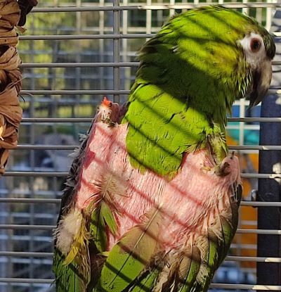 Brayen kouzelná aruška