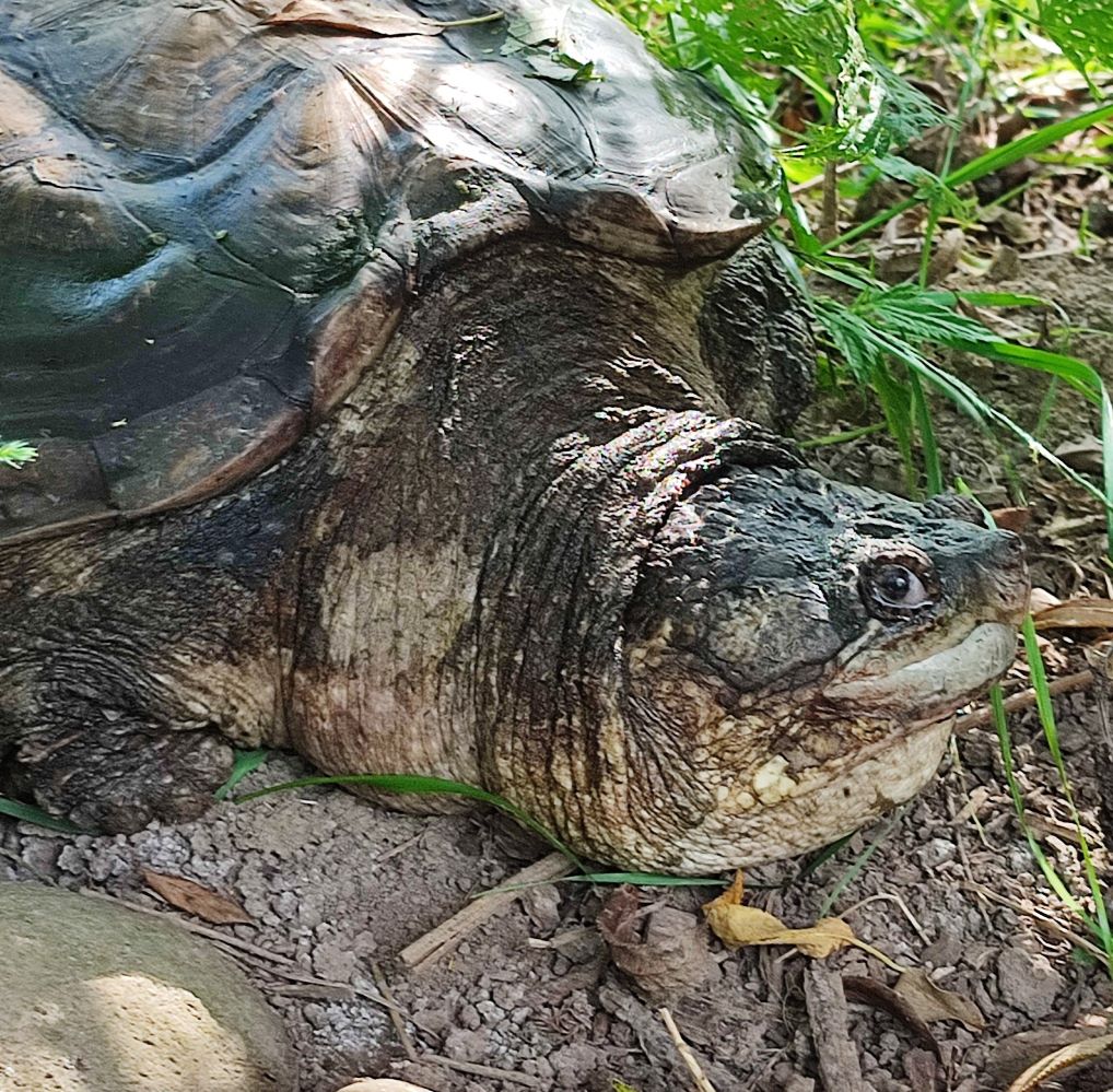 Želva Kajmanka krokodýl v krunýři