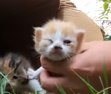 Koťata v krabici našel všímavý houbař...