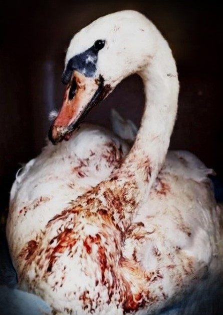 Krásná labuť se vrátila zpět do přírody