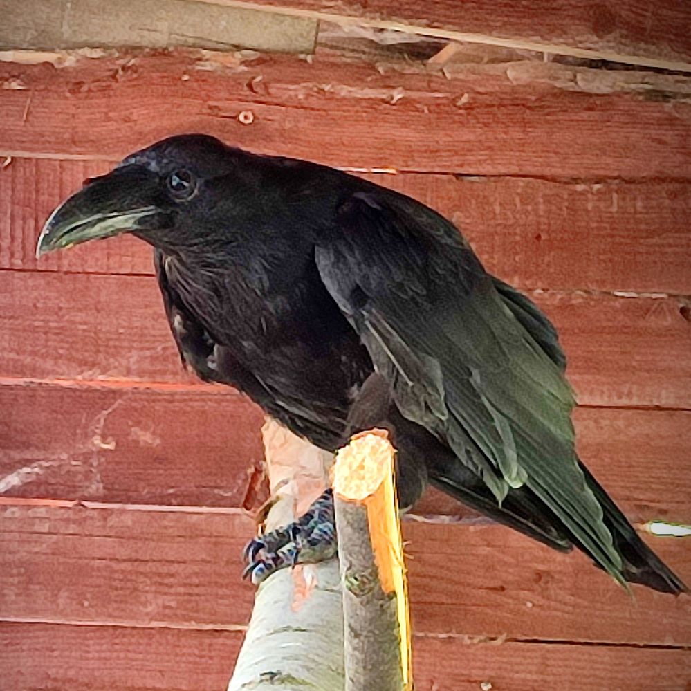 Šimon, zmrzačil ho člověk?