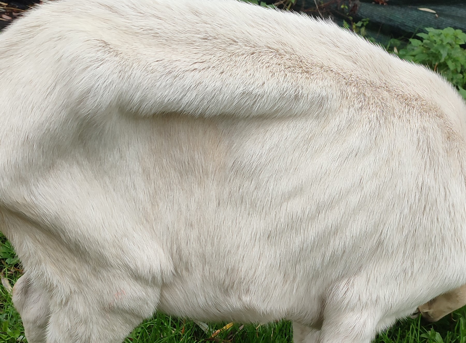 Zachara, klisna na ostatném řetězu