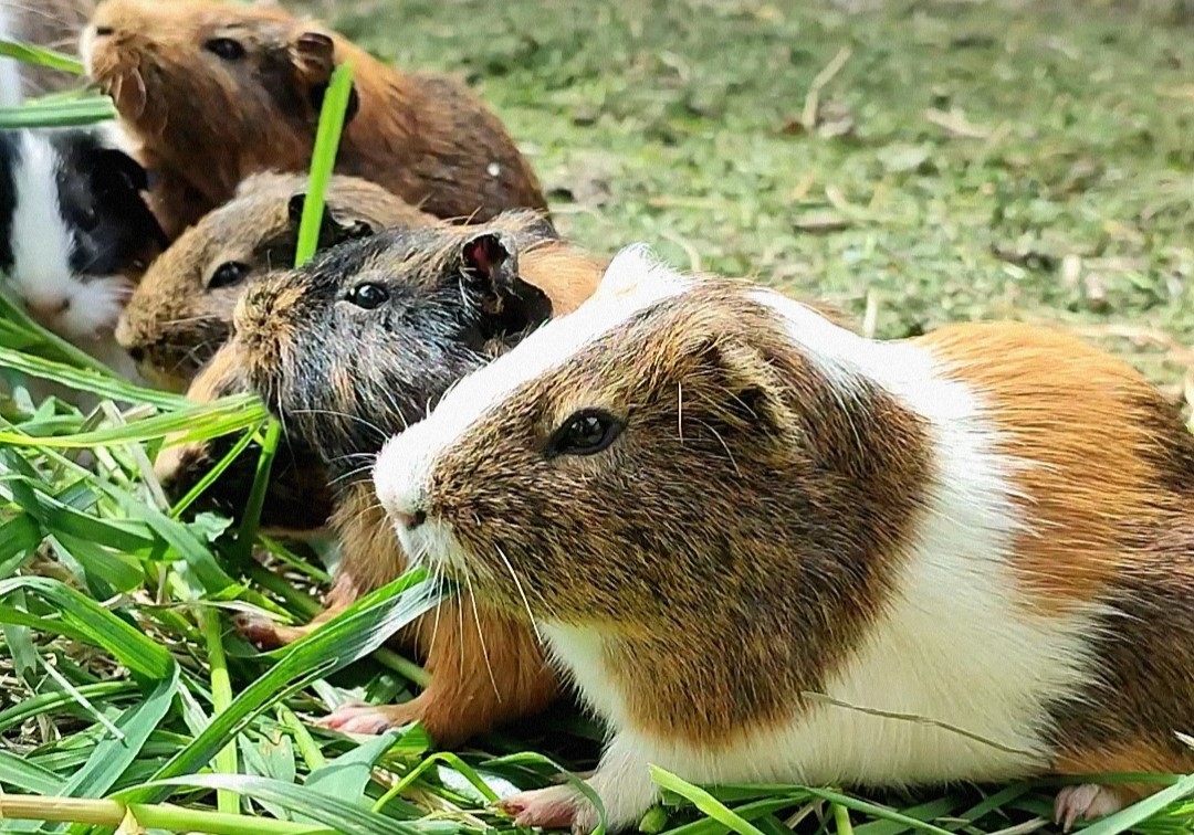 Morčátka, morčátka, morčátka