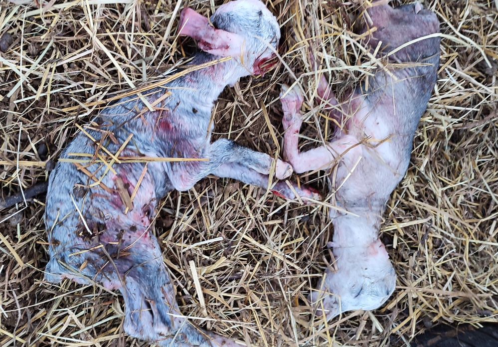 Stádo koz v opuštěném areálu zemědělského družstva