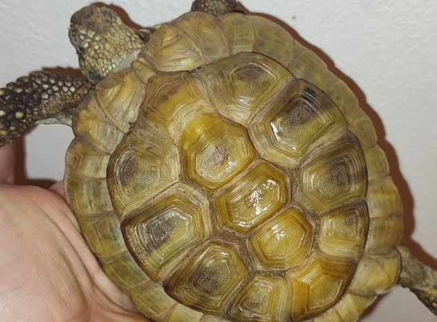 21letá želvička s váhou 3leté