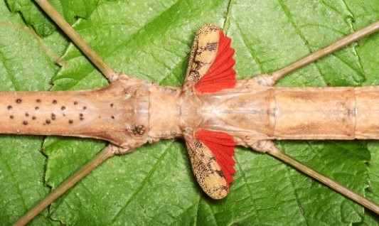 Phaenopharos_khaoyaiensis