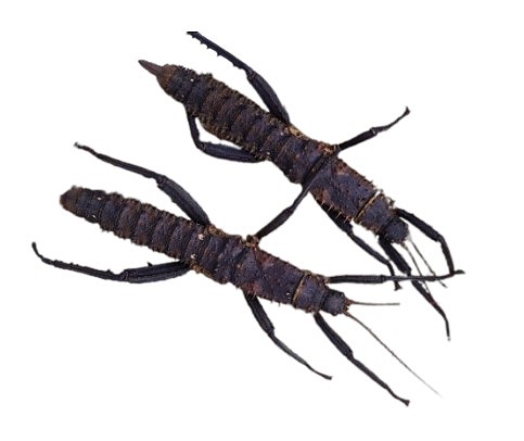 Eurycantha horrida pár
