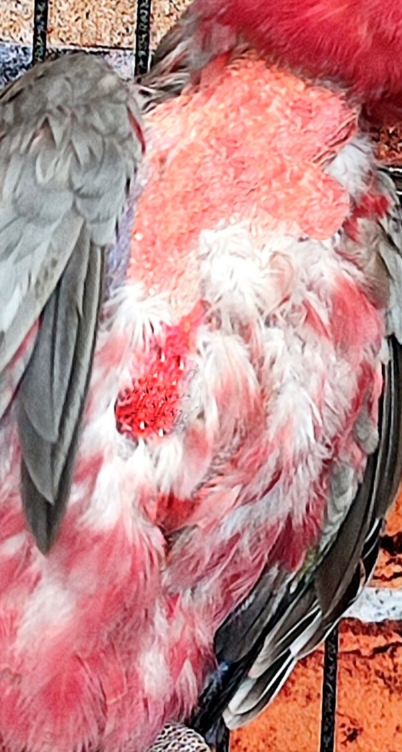 detail