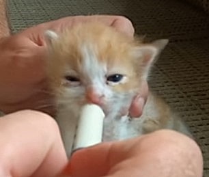 kote
