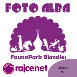 rajce_m