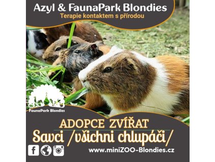 adopce savci
