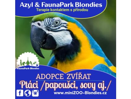 adopce ptaci