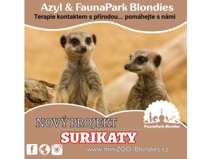 SURIKATY