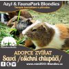 adopce savci