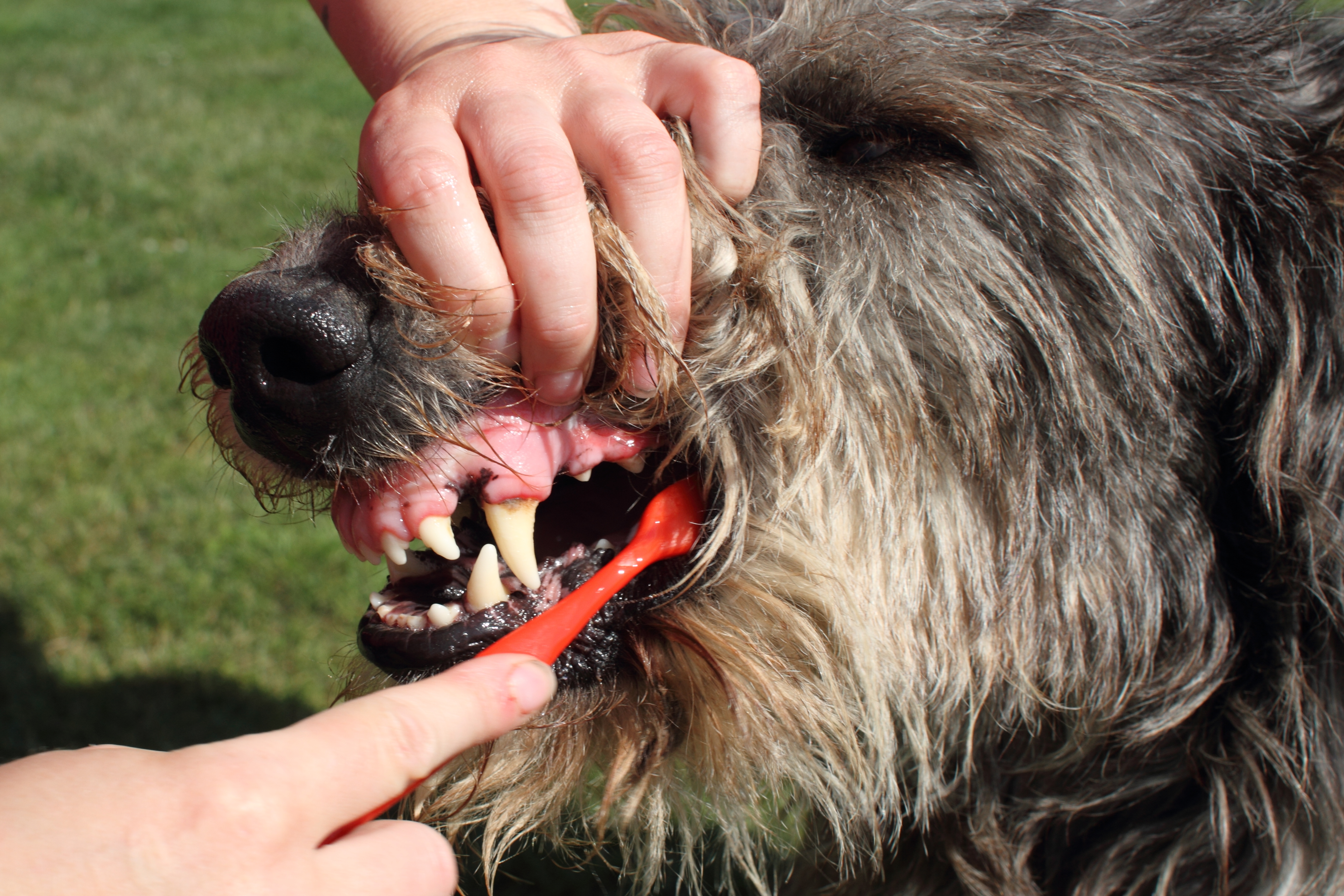 Zubní kámen u psů a jiných zvířat