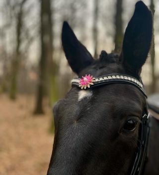 Faustineto čelenky brzy v prodeji🤍 Těším se jakým čtyřnohým krasavcům ozáří 🐴 #equestrian #horse #browband