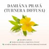 damiána sk